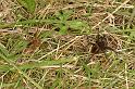 Dolomedes_plantarius_D5149_Z_91_Canal du Nivernais_Frankrijk